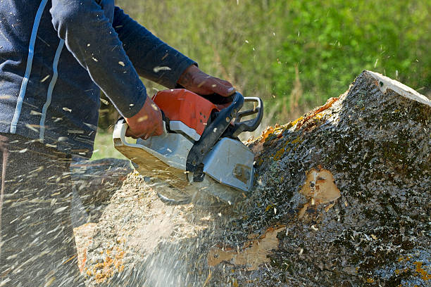 Best Storm Damage Tree Cleanup  in Cumberland Head, NY